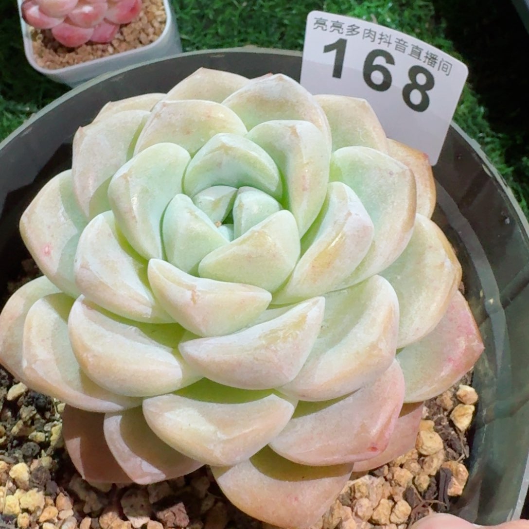 母本冰玉         精品多肉