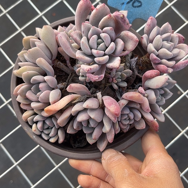 苏***饼两单包邮，一物一拍36