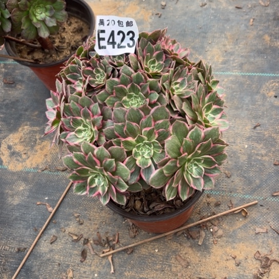 423莲花座不包断枝