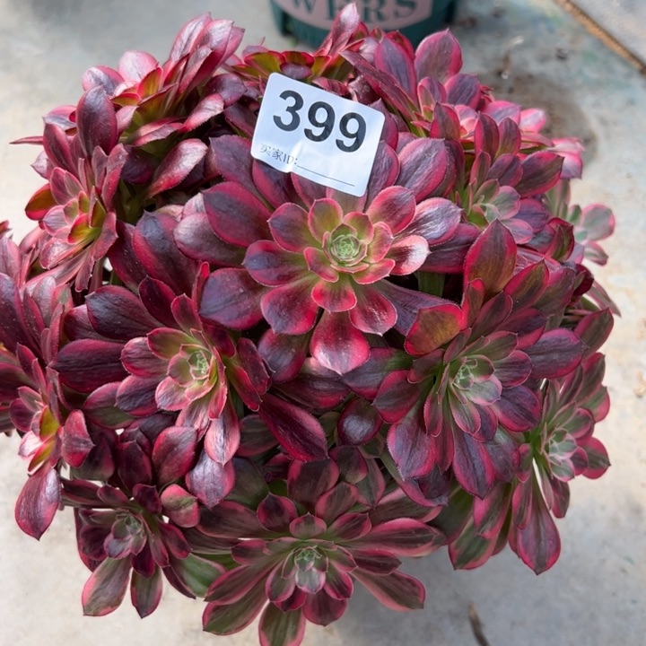 399安娜25厘米左右