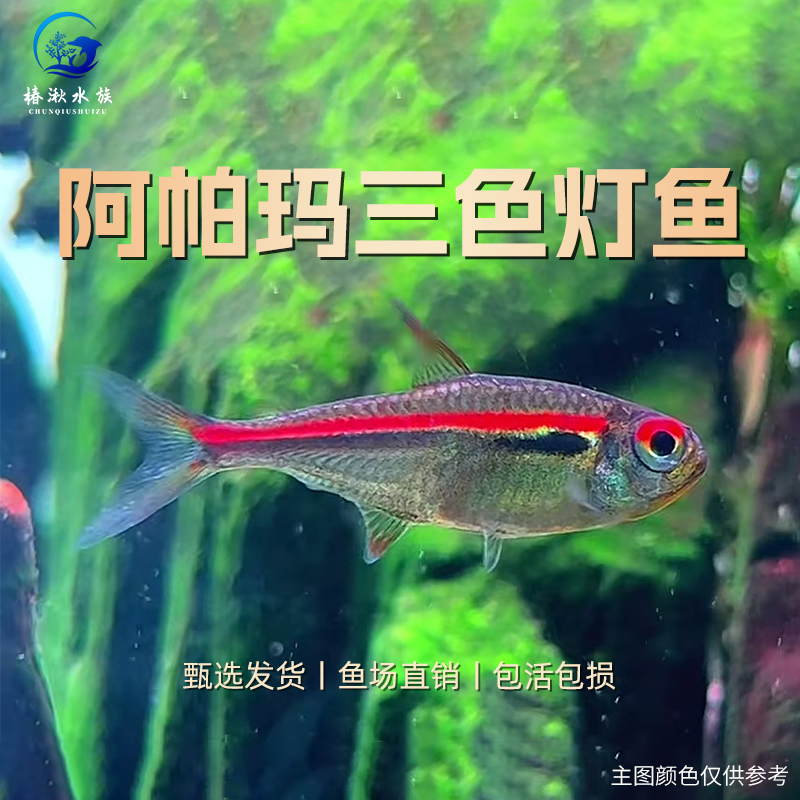 【椿湫水族】阿帕玛三色灯鱼