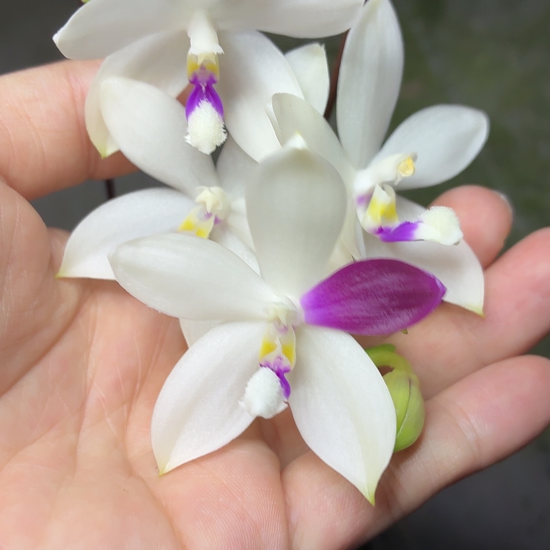 当前无花朵，栽培后可花朵A765yss1215紫玫瑰交雅风哥哥