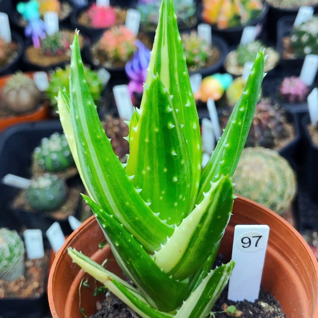 非偏远地区满25包邮仙人球