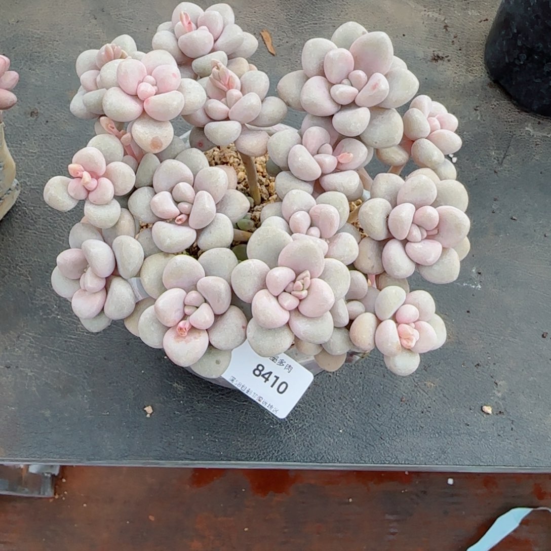 ?**燕艾伦，8410多肉植物