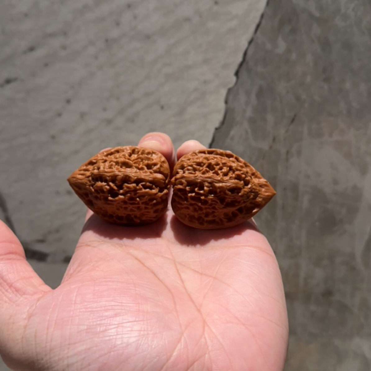 鸭嘴兽大高尖核桃