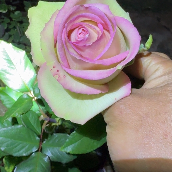 无花朵可爱珠宝小苗