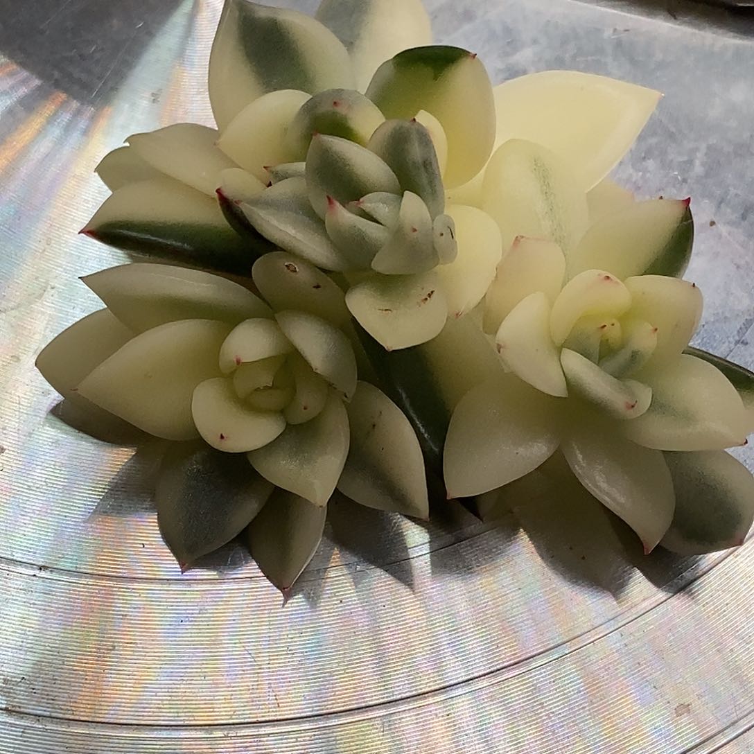 汉娜锦一物一拍，