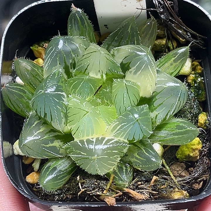 139大窗冰魄玉露锦