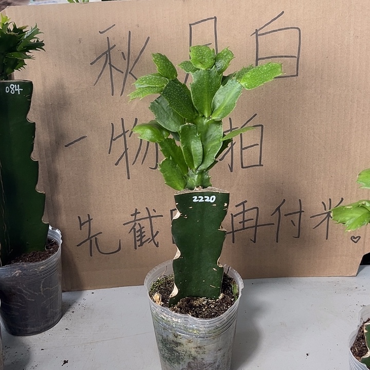 玻***匠当前无花朵，栽培后可花朵2220