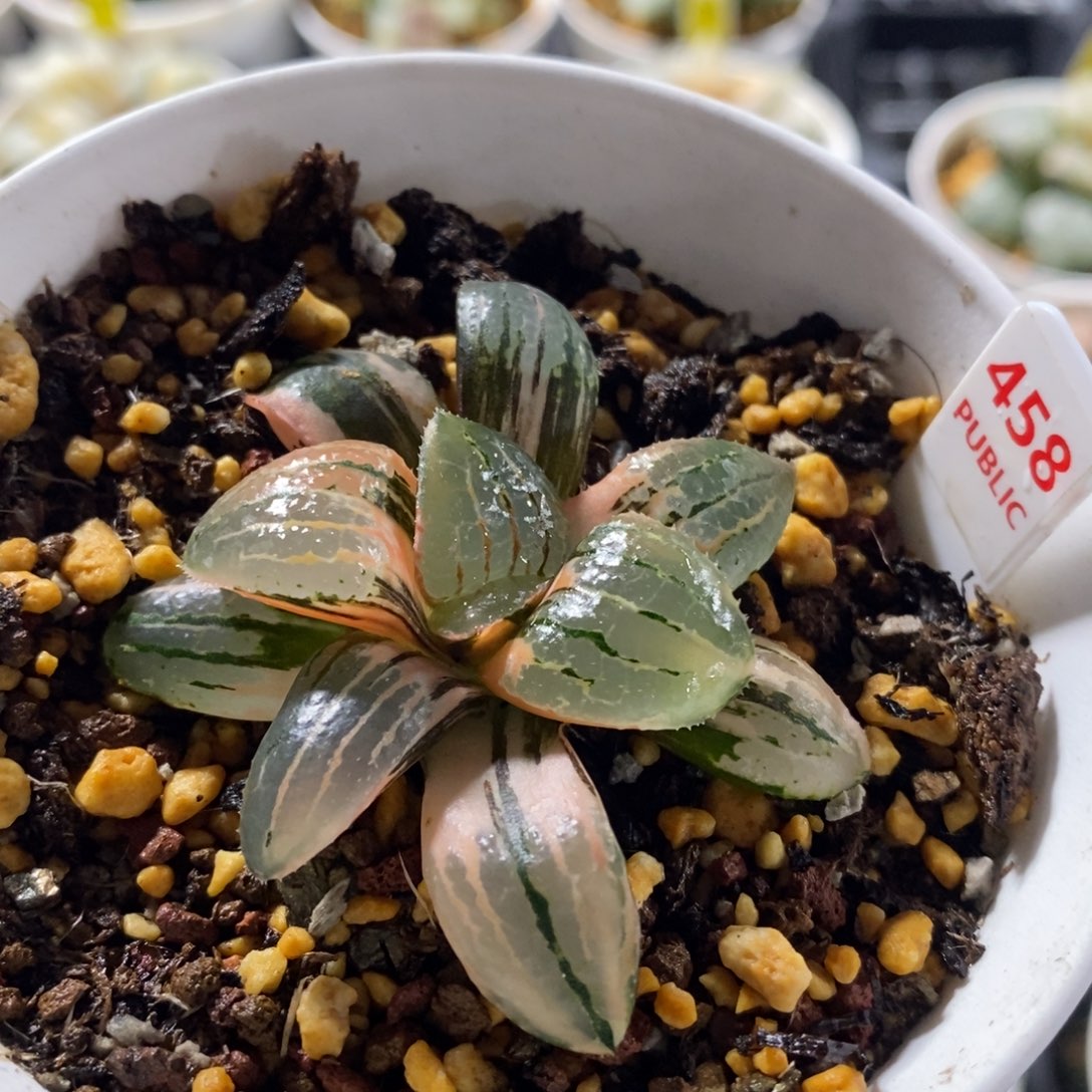 不开花植物458亲指姬