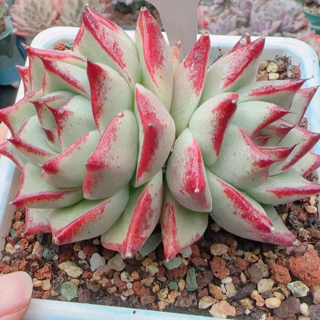 多肉植物8686……………