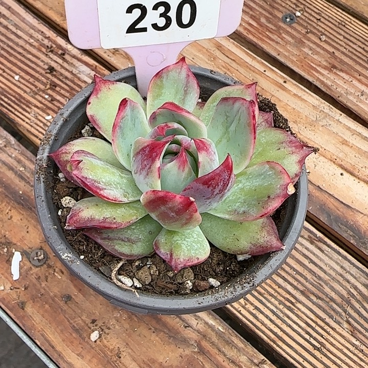 原***230惊鸿仙子多肉植物6-9cm