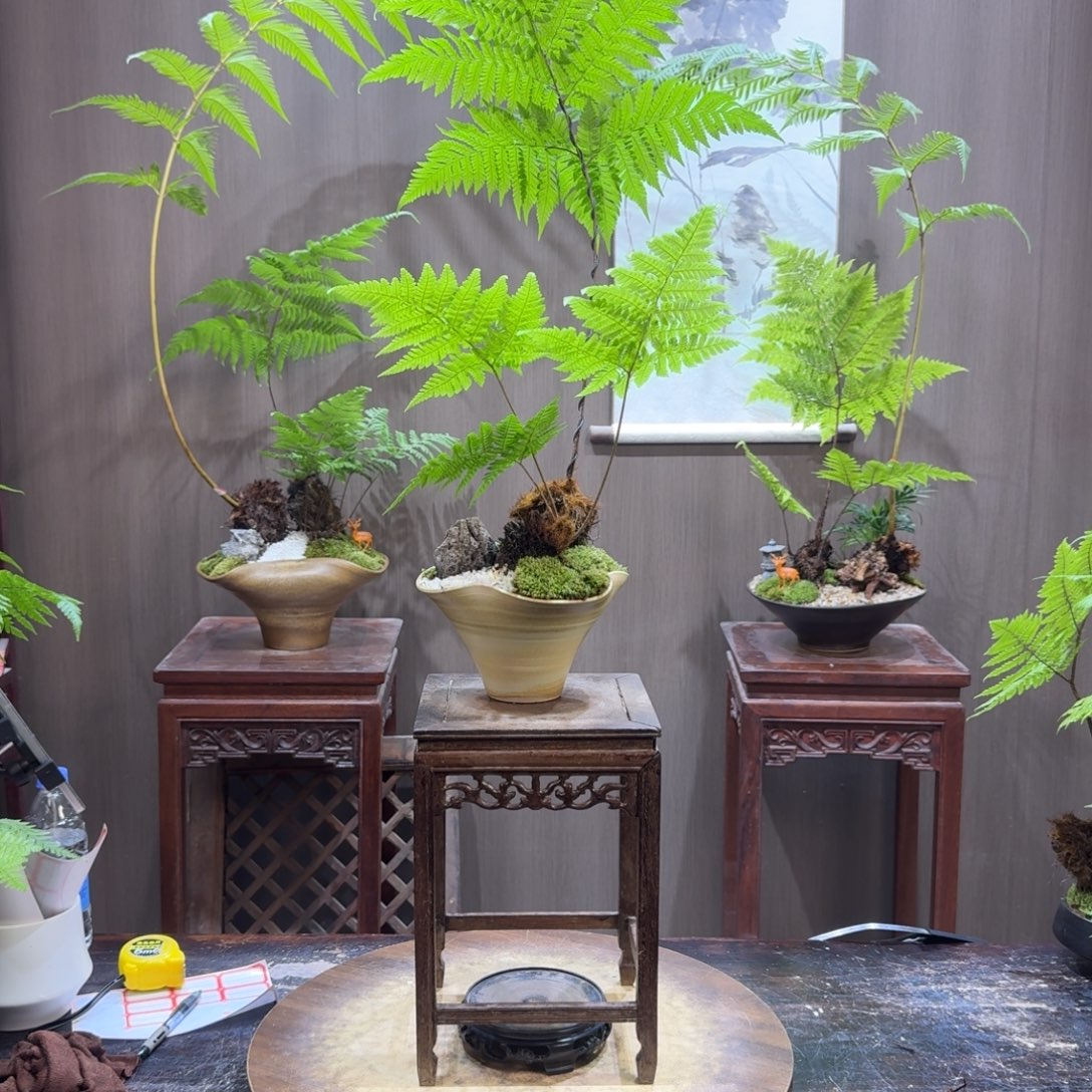 c***e无花朵蕨类植物门类