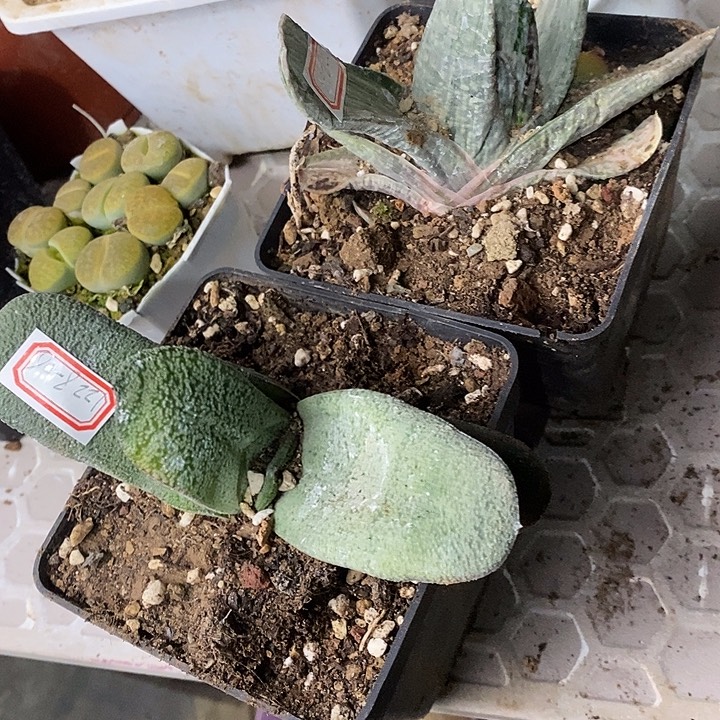 超***完美主义者勿拍硬叶122806