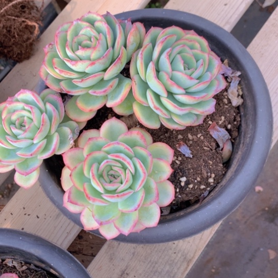 后*?晨露多肉34646565665