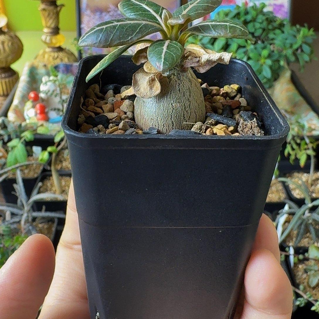 水***笔实生索科特拉沙漠玫瑰 寄养