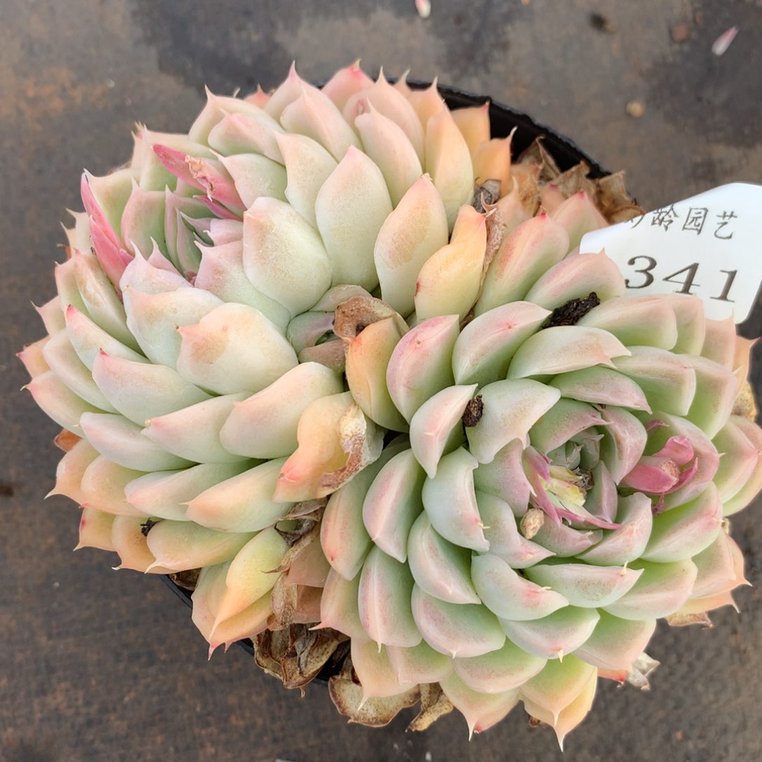 1341杂交精品基地12厘米