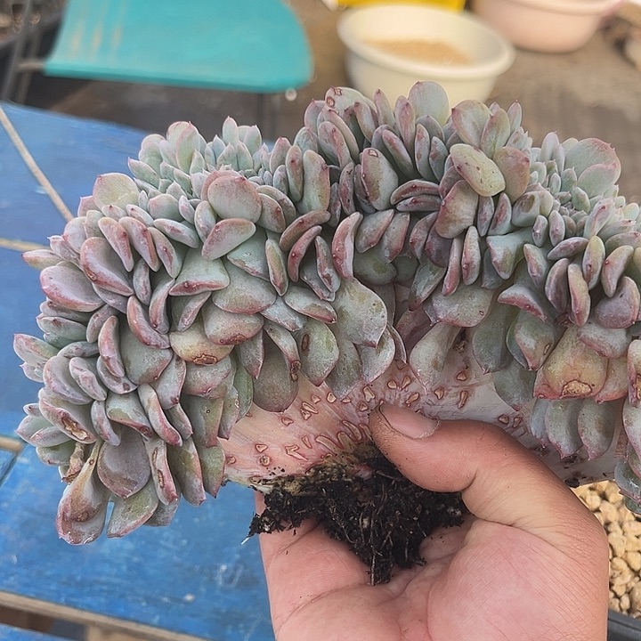 多肉植物冰魄缀化