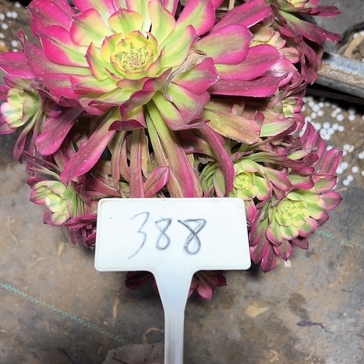 多肉植物五天几法师