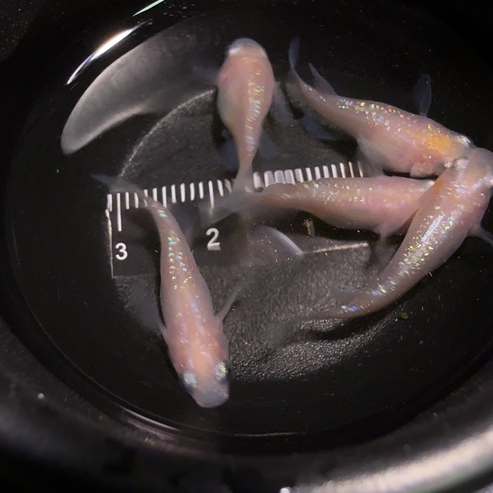 青鳉鱼一物一拍821