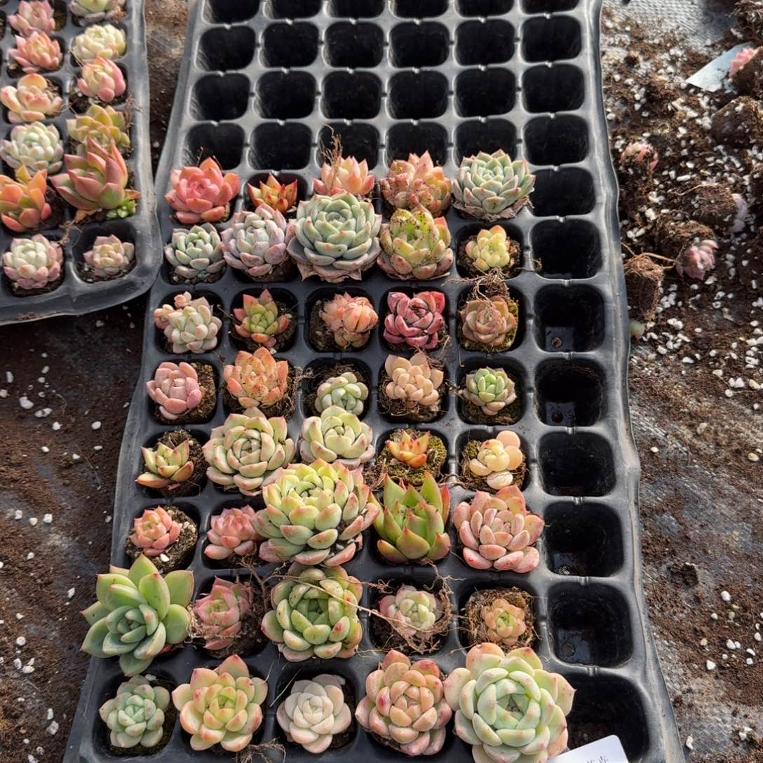 29-7左五混合三十颗加二十颗售后量拍