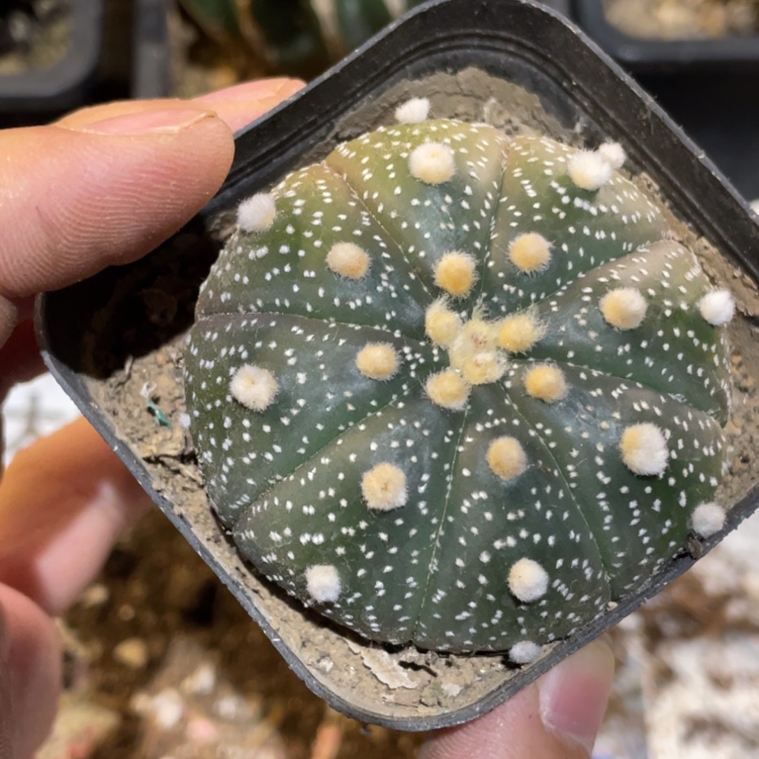 无花朵实生超兜 仙人球