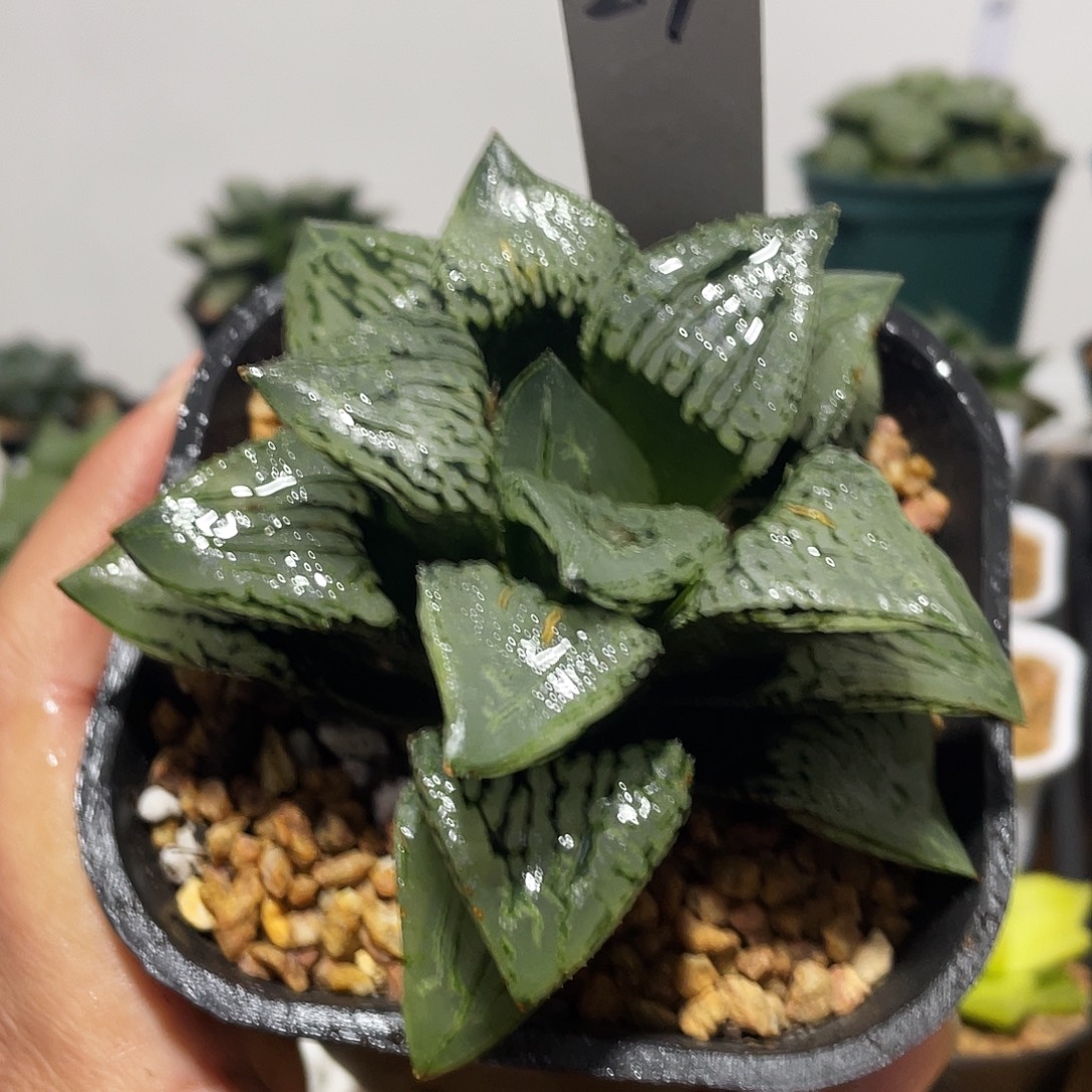 直播间29号母本马丽丽