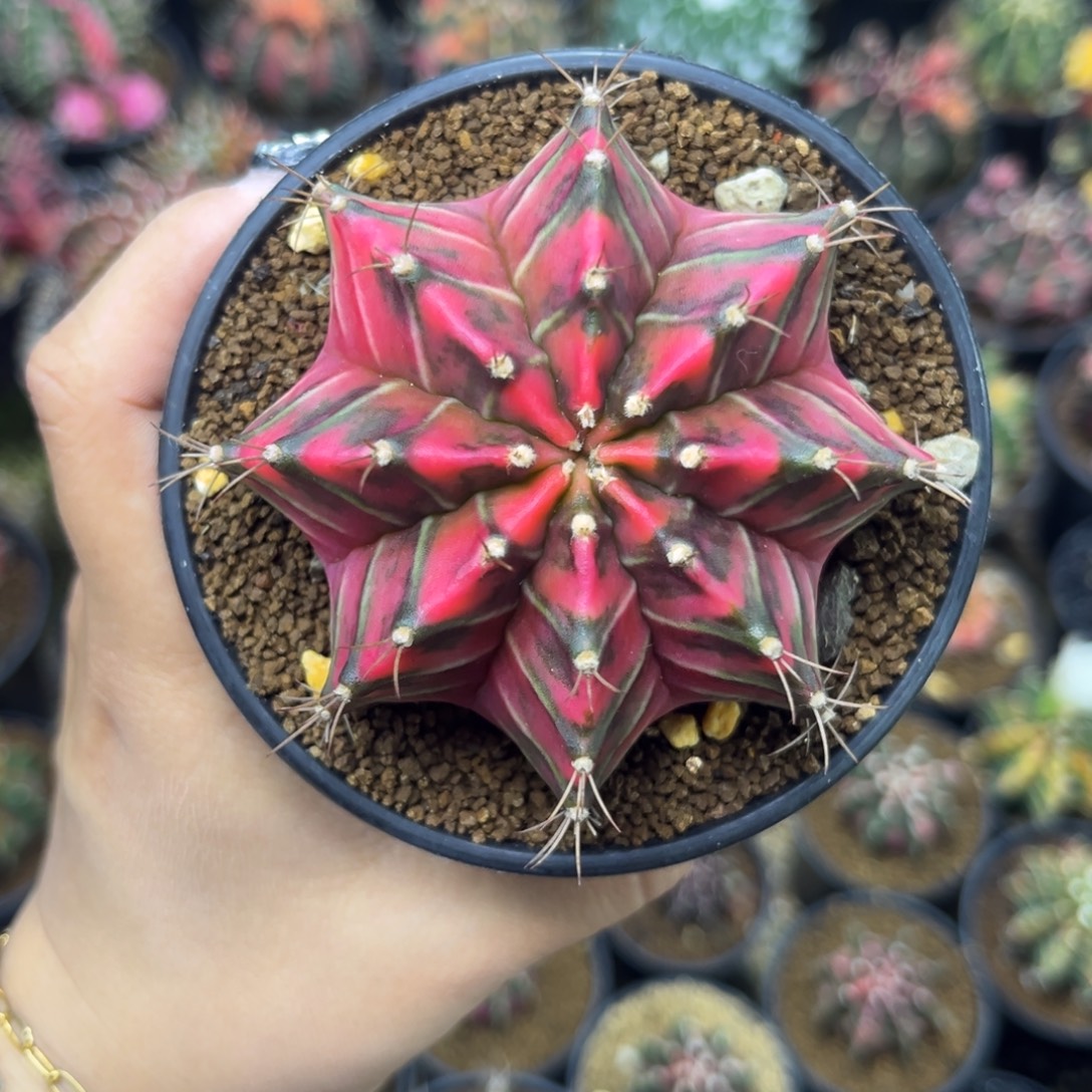 泰系米哈锦 带盆土发货