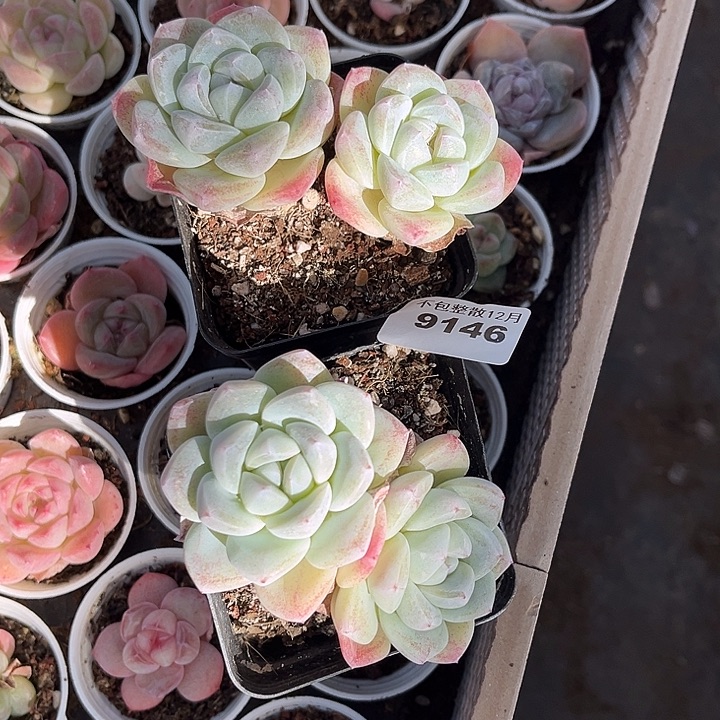 阿雅园艺。       9146冰玉两颗