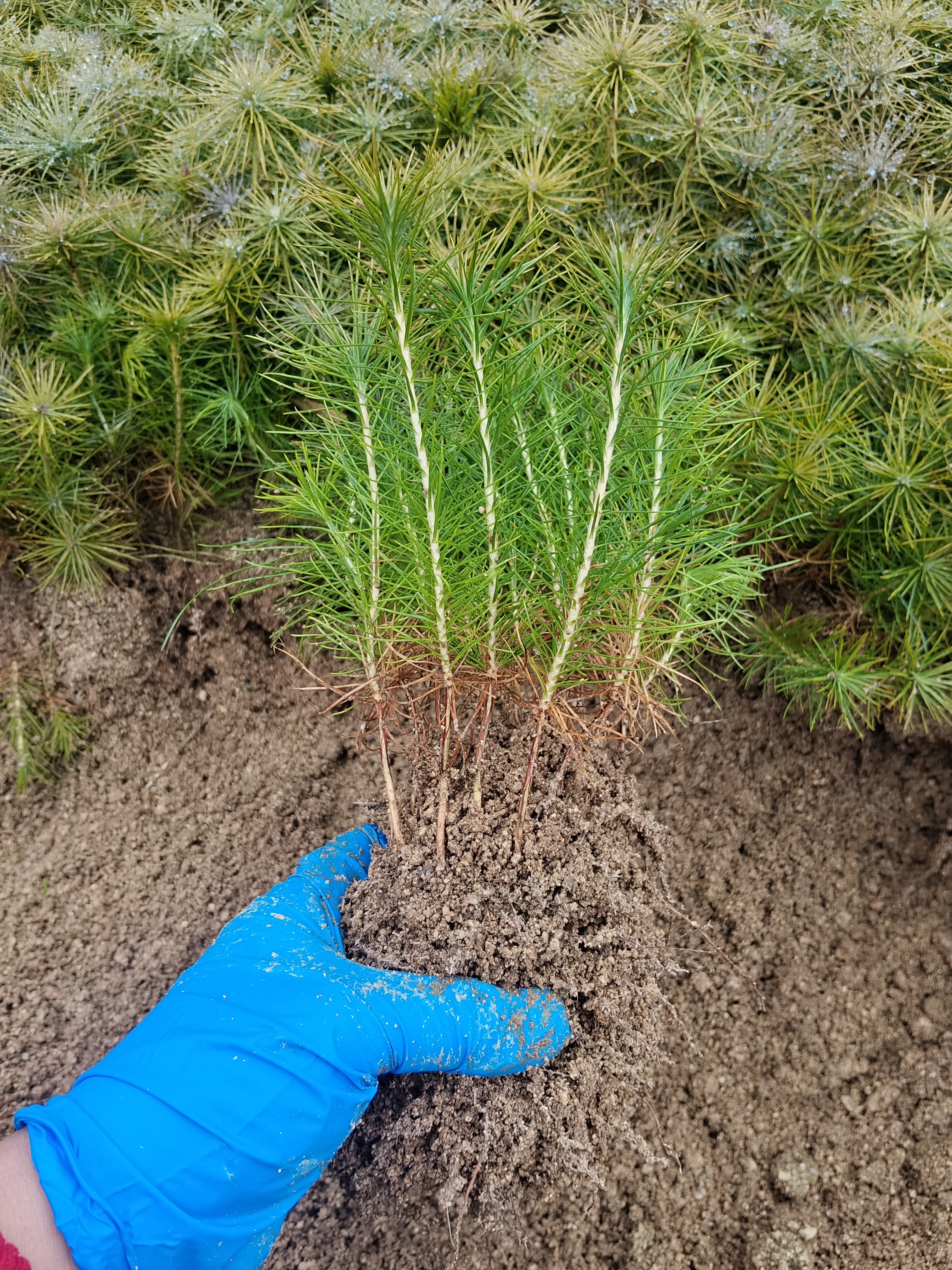 黄山松一年苗 高15公分及以上 拍下即挑发100棵壮苗