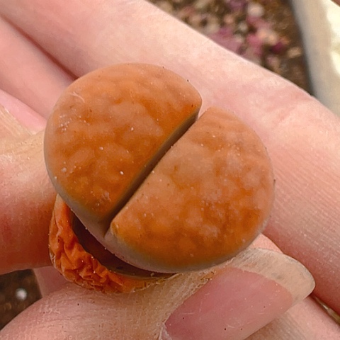 21582团团圆圆呀