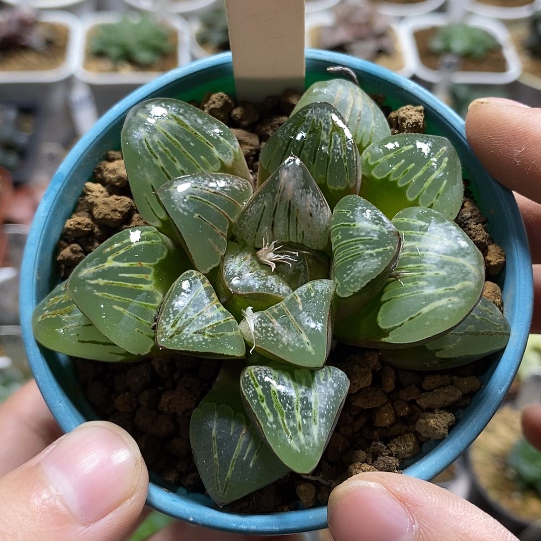 155丸叶银龟十二卷