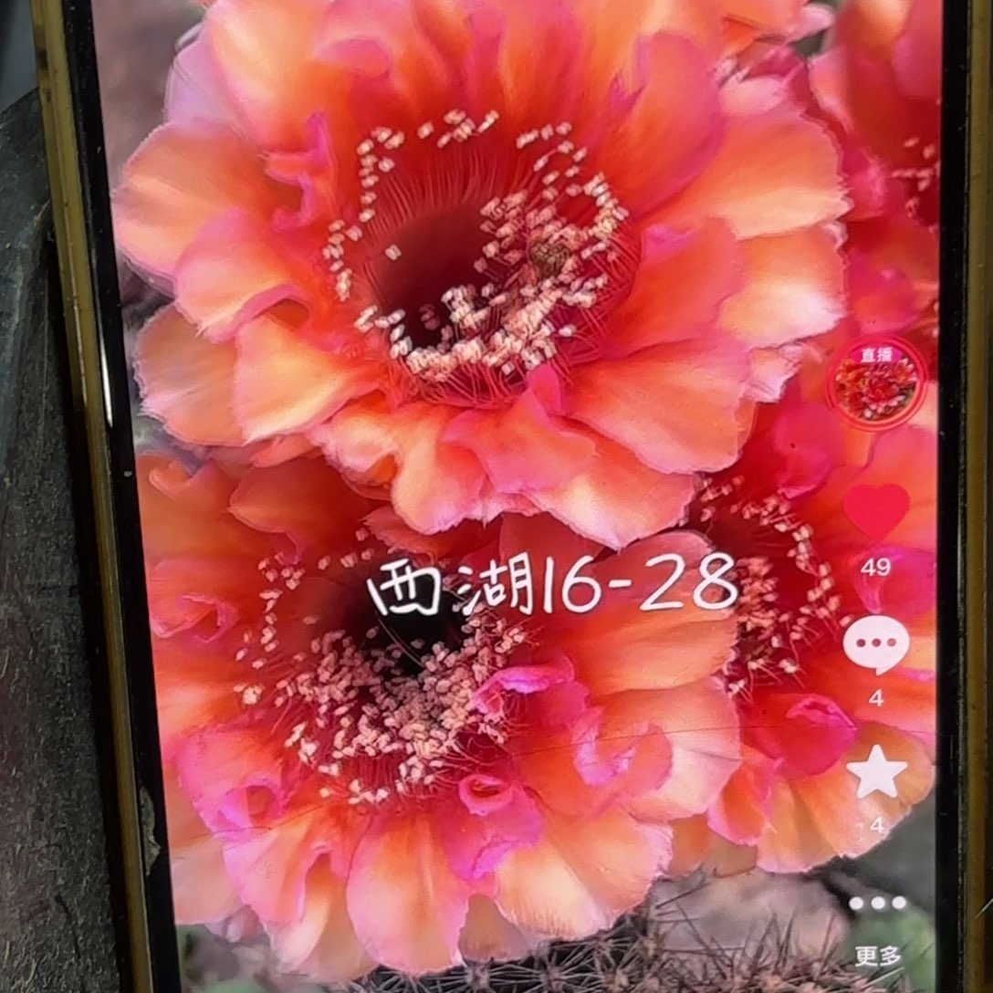 16-28 侧牙20包邮仙人球36