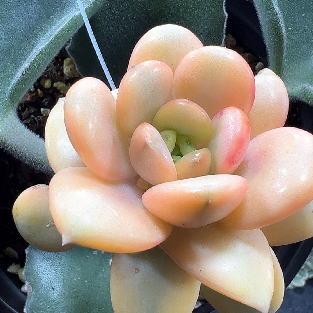 葡萄锦 小方花圃一物一拍