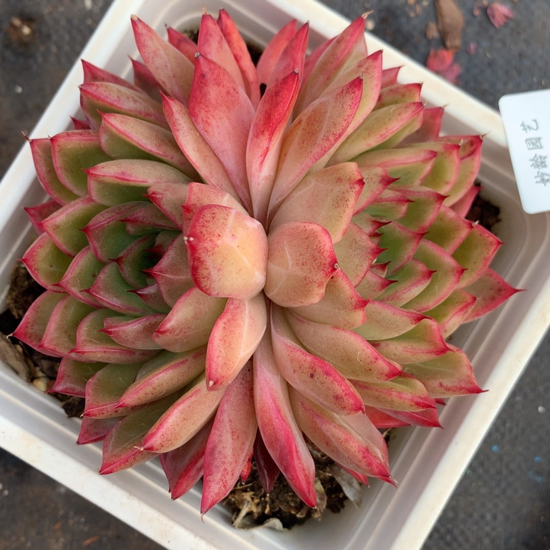 5982杂交多肉老桩