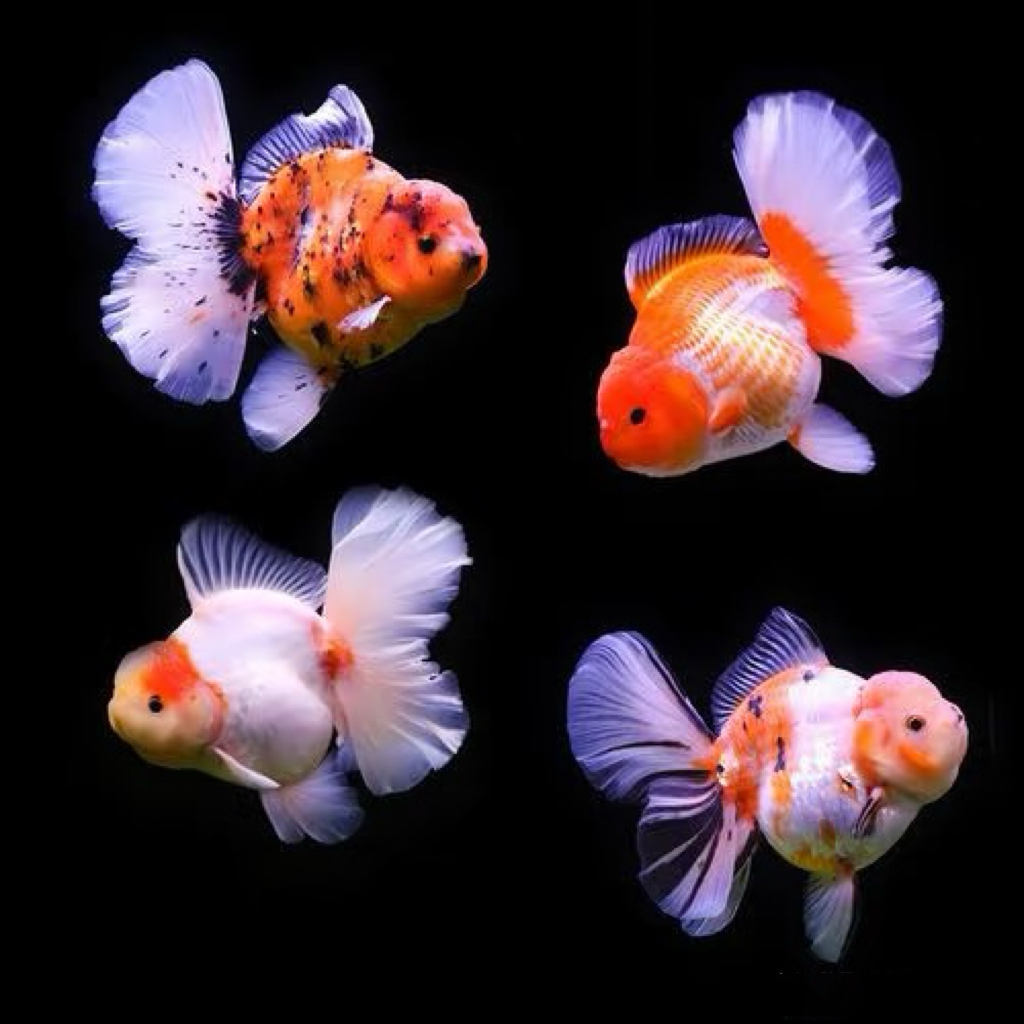 千褶泰狮 满30包邮【图片供参考 以直播间挑选为主】