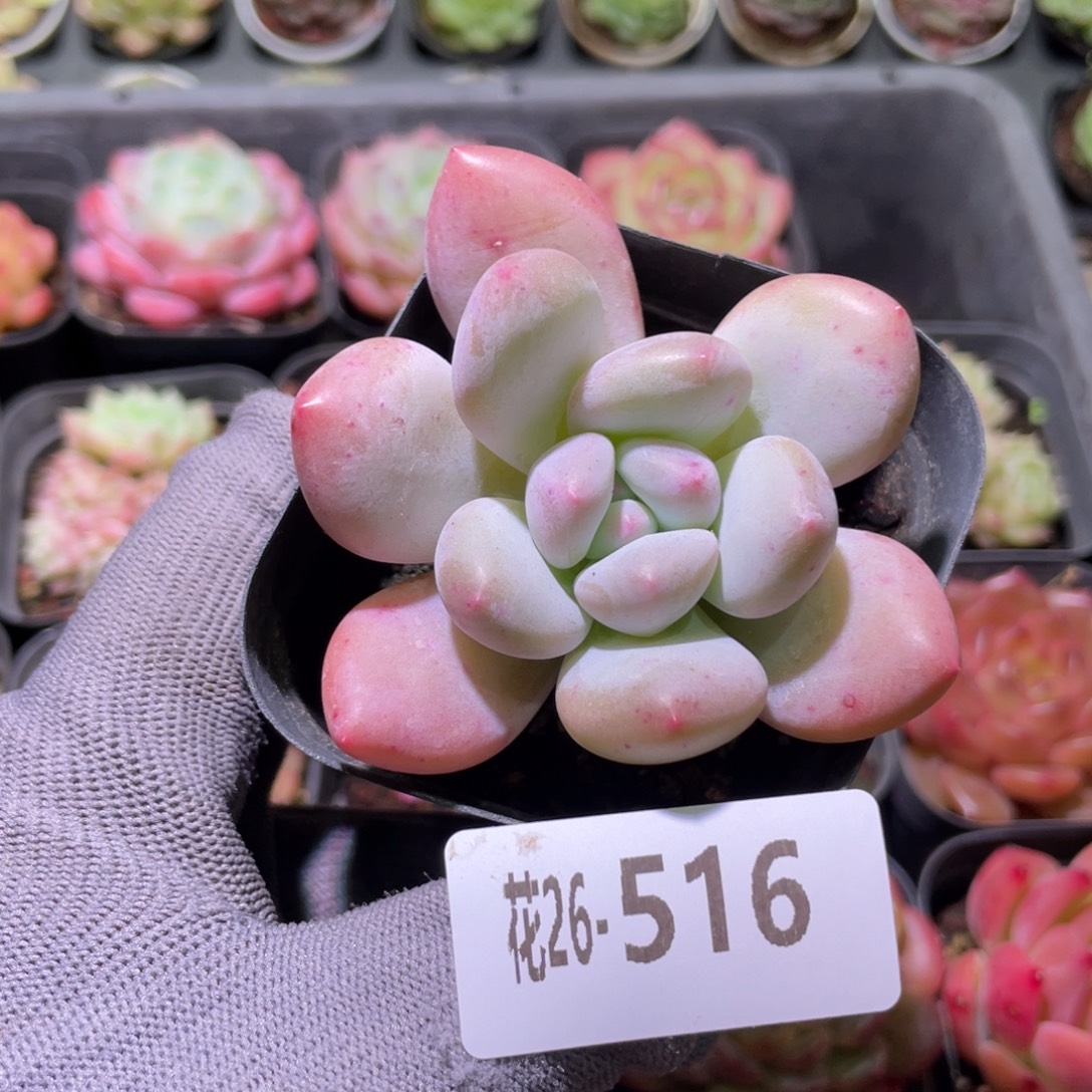 花利美26-516香水