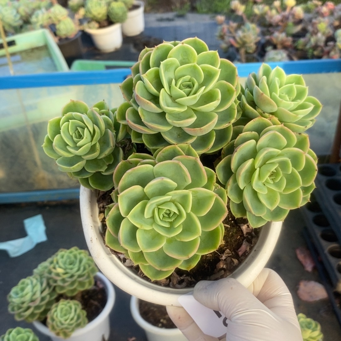 2726哈密瓜老桩一物一拍