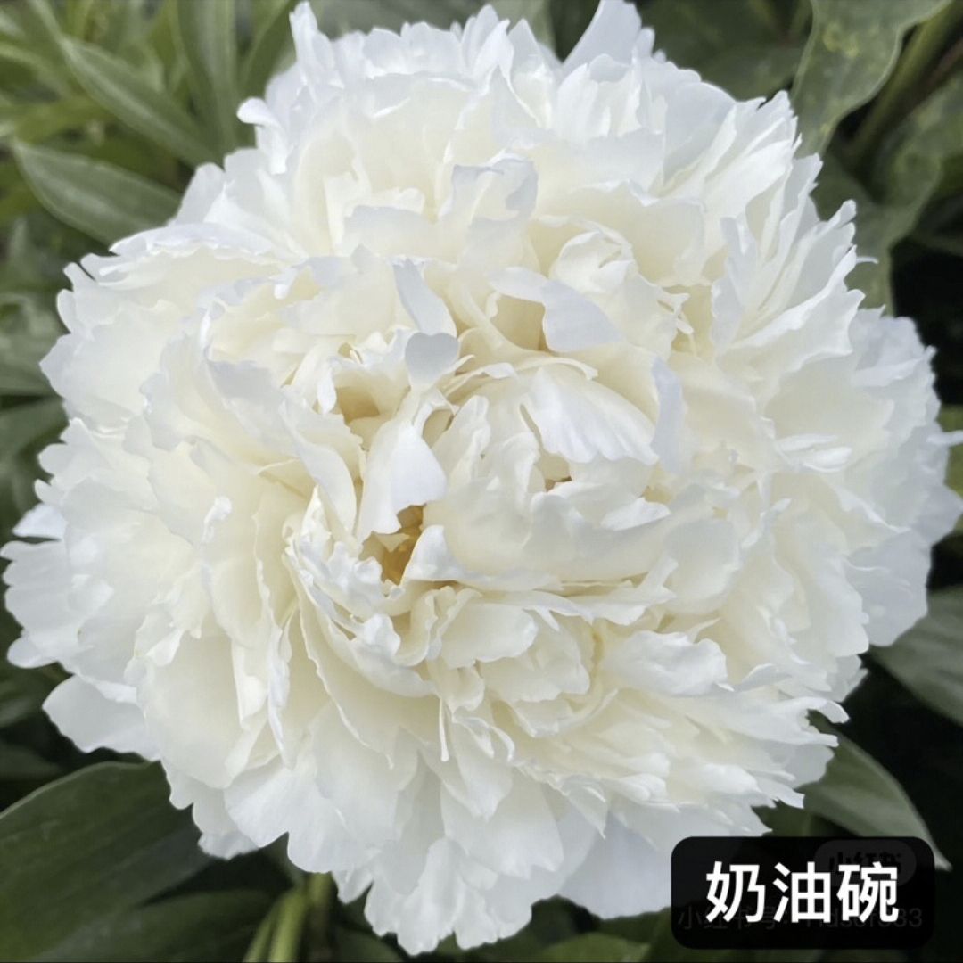 【奶油碗】观赏菏泽千层大花芍药种苗基地直发现货）速发