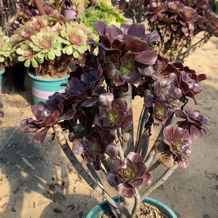 圆叶多肉酱87。    