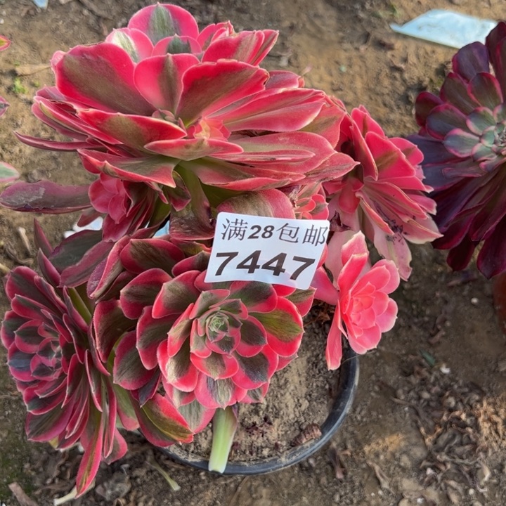 7447女郎不包损多肉植物