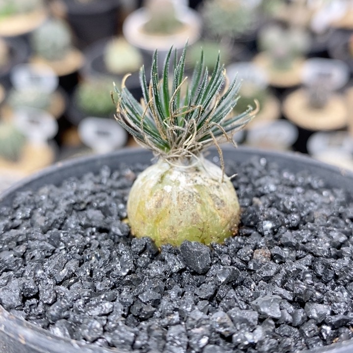 410号实生迷你海葱2.1cm