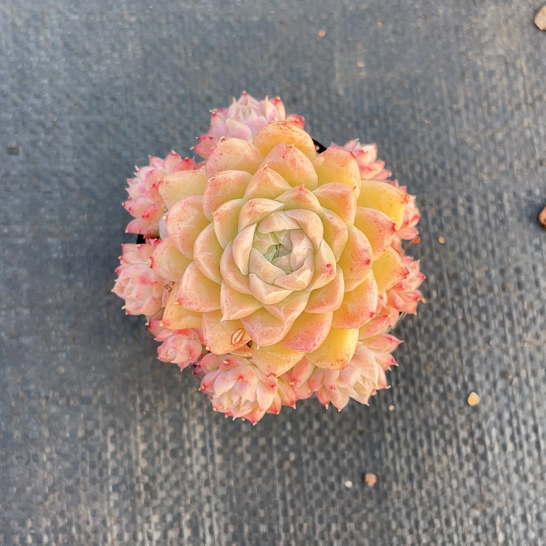 麦秆带盆土发货多肉植物