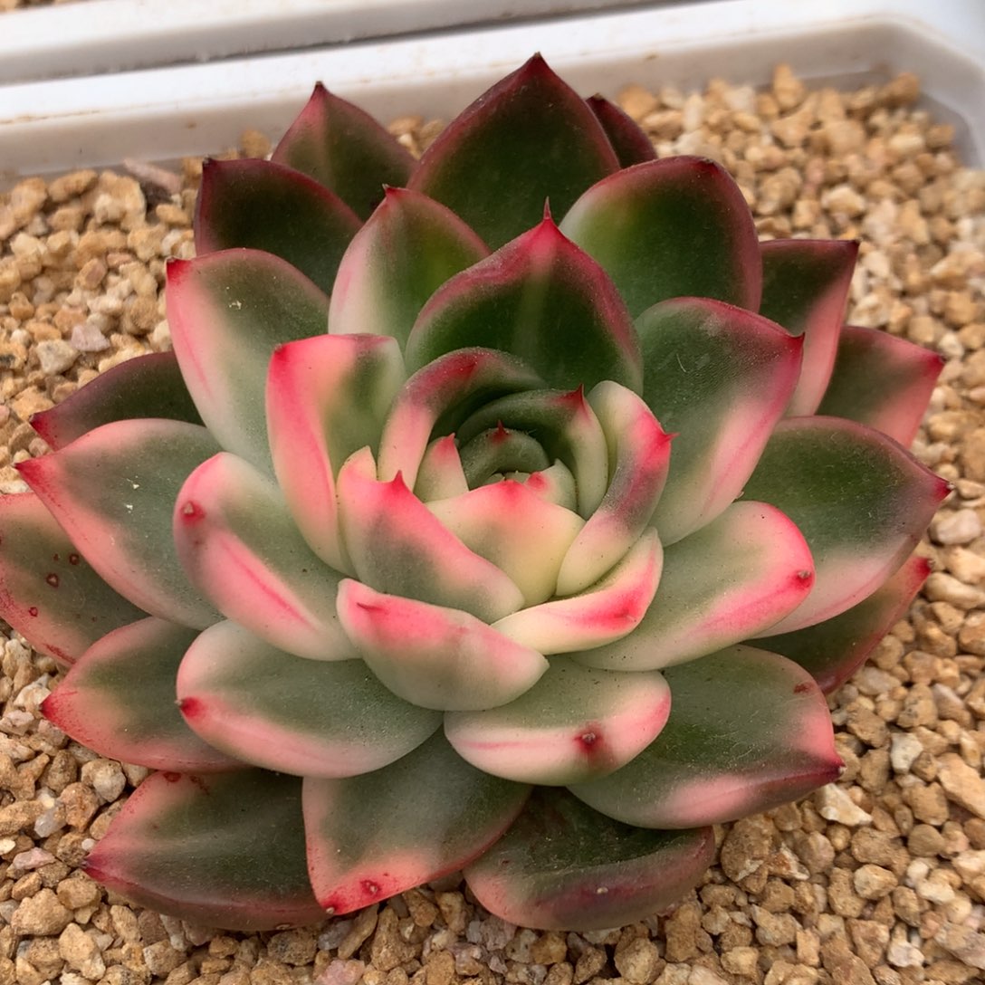 卡利斯托j j j j j j l