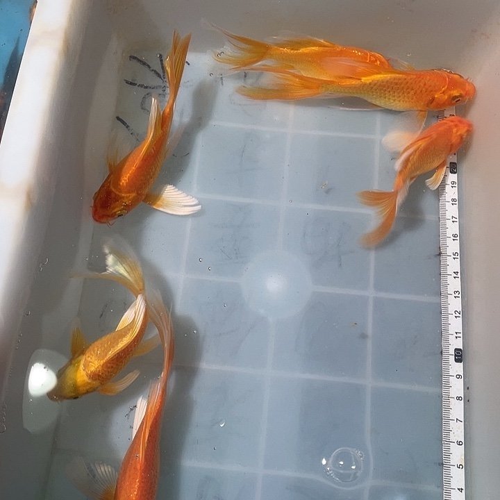蝴蝶鲤鱼渔场直发104
