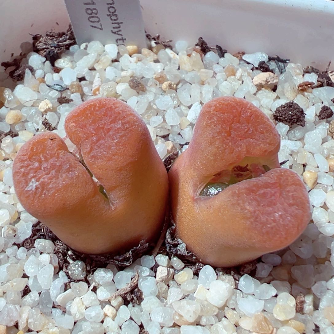 306-544.我的小伙伴