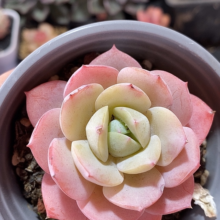 春节福利恋曲老桩33