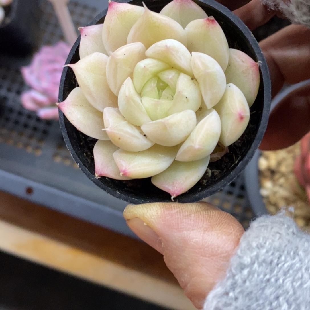 精品多肉一物一拍不包整313