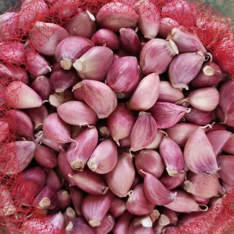 【可种可吃】云南老品种紫皮蒜蒜瓣2025年新干蒜去皮蒜瓣精品蒜瓣