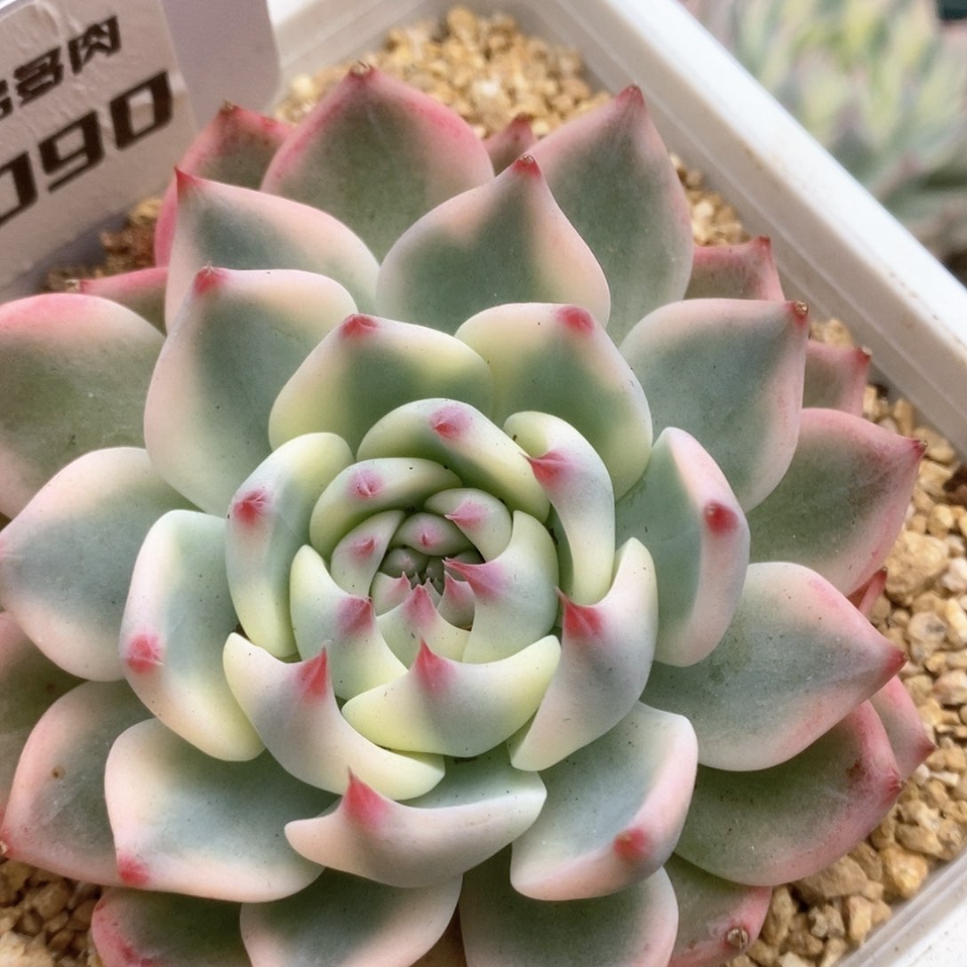 090锦锦锦锦锦锦